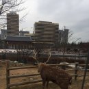 쉼터사슴농장 이미지