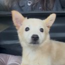 포인핸드 건강검진센터 | [반려동물] 포인핸드 믹스견 입양 후기(1) / 남해군동물보호센터 / 유기견 입양