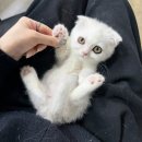 먼치킨 | 광주먼치킨분양 킬트 폴드