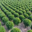 사철나무집 이미지