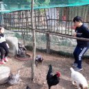 꼬꼬마을 이미지
