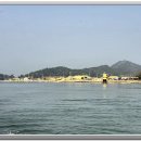 선도수선화 이미지