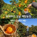 보메와산 : 제주도 감귤 체험 농장