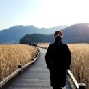 순천만 습지 이미지