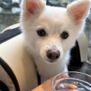 속초주막 | 속초 너울주막 내돈내산 후기 / 강아지 동반 맛집