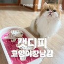 고양이먹이퍼즐 캣디피장난감 직접사용해본후기