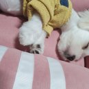 멍팔자 상팔자 이미지