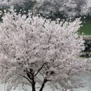 [26년 상반기 요약] 이사,제주도 여행,나인브릿지,건초염수술,집꾸미기,오늘의집,새가족,강아지,