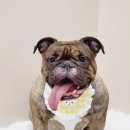 그레이스그루밍 이미지