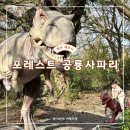 제주도 아이랑 포레스트 공룡사파리 공룡테마파크 다녀온 후기