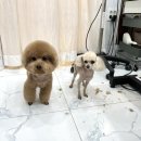 살롱드댕댕 이미지