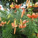 동부꽃농원 이미지