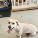 몽구리DOG | 춘천애견미용 센스있는 곳, 몽구리DOG