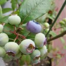 삼강맨션 이미지