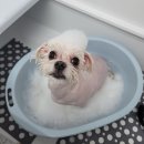 댕실 네이버블로그