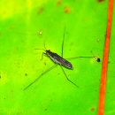 소금쟁이 이미지