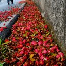 남파랑길 15코스(14코스 창포마을~15코스 신거제대교밑까지)를 걷다 이미지