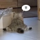 현순헤어 | annie