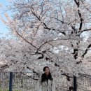 석호정 | 서울 벚꽃 명소 추천 BEST 5｜서울 벚꽃 구경 가볼만한 곳