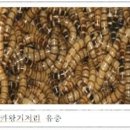 인정식품 Daum카페