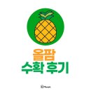 올웨이즈 올팜 파인애플 수확 후기+왕창 수확 할인받는 방법