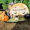 하랑유치원 이미지