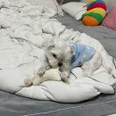 진영동물병원 이미지