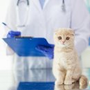 퍼피캣동물병원 이미지