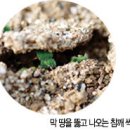 피어라