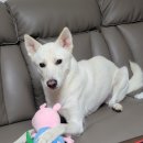 향남메디동물병원 | 강아지 피부병 털 빠짐 고민 끝! 닥터힐메딕스 퓨어 프로테인 H/A 내돈내산 후기