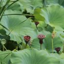 중대물빛공원 이미지