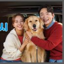 서울인천펫택시강아지고양이애견 이미지