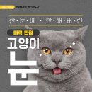 고양이눈 이미지