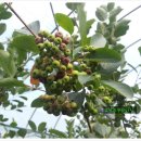 농부의아침영농조합법인 이미지