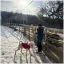 앵두목장 이미지