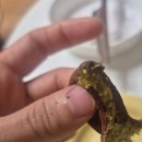 CU 송파고분로점 | +CU 두쫀볼 추가리뷰!! 서울 '두쫀쿠' 6종 내돈내산 비교 후기!