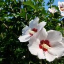 무궁화집 이미지