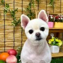 이쁘개귀엽개 이미지