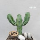 용신목장 네이버블로그