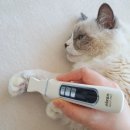 엄지애견미용 | 강아지바리깡,닉센 고양이이발기로 발바닥 털 미용한 후기