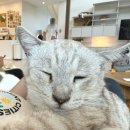 김포드림캣 | 김포 가볼만한곳 추천 유기묘 고양이 카페 고영주택 후기