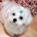 강아지세상 이미지