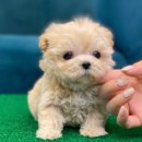 창원강아지분양 헬스독 애견입양 말티푸들포메라니안미니비숑 이미지