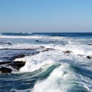 춤추는갈매기 이미지