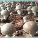 약이 되는 식용버섯 4인방 : mbn 천기누설 2014. 8. 31 방영 이미지