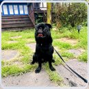 애견천국 이미지