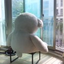곰세탁 이미지