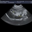 새롬동물병원 이미지