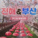 봄꽃힐링투어 | KTX 봄꽃 진해 군항제&amp;부산 시티투어 1박2일 기차여행 추천 후기