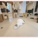 아이조아 캣파크 서울점 이미지